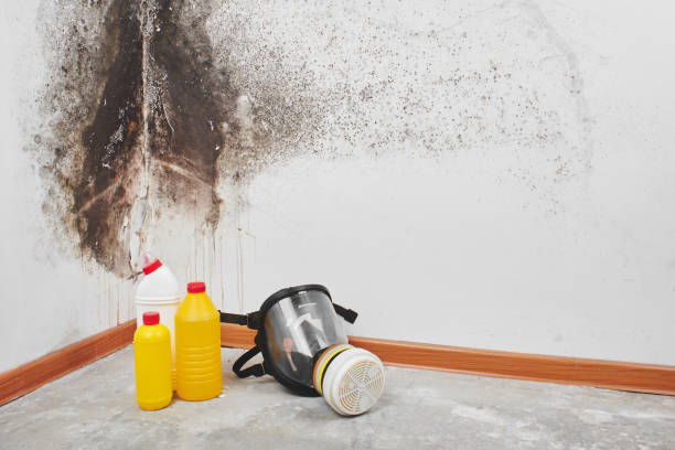 Best Mold Removal Company Near Me  in Arroyo Seco, NM