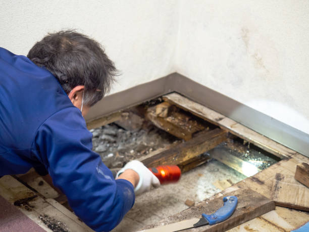 Best Commercial Mold Removal  in Arroyo Seco, NM