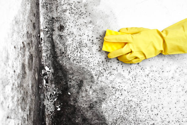 Best Mold Cleaning Services  in Arroyo Seco, NM