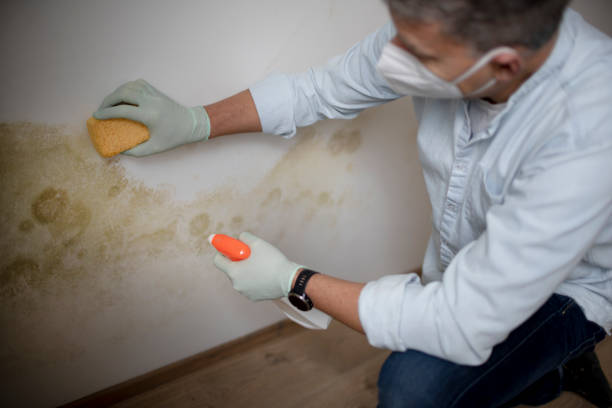 Best Certified Mold Removal  in Arroyo Seco, NM