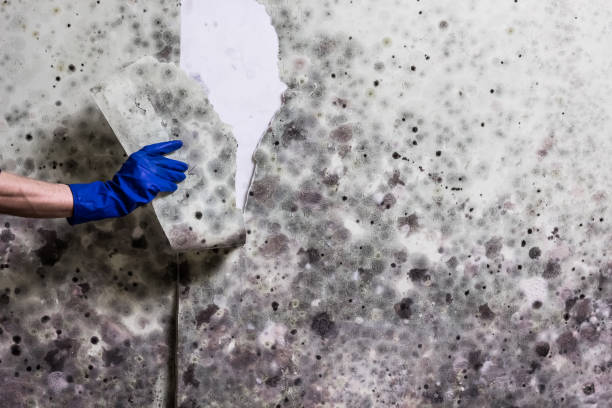 Best Crawl Space Mold Removal  in Arroyo Seco, NM