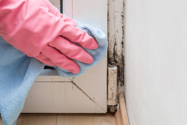 Crawl Space Mold Removal in Arroyo Seco, NM