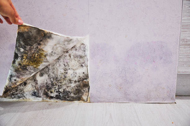 Trusted Arroyo Seco, NM Mold Removal Experts